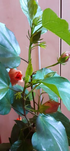  - Hibiscus 2015-2024