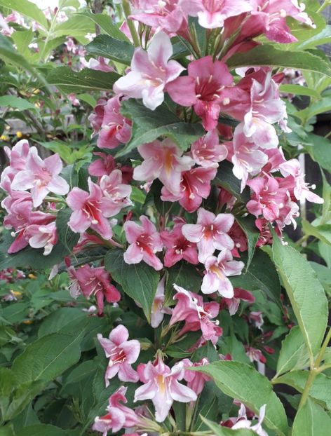  - AAAAA__WEIGELA_2019_2020