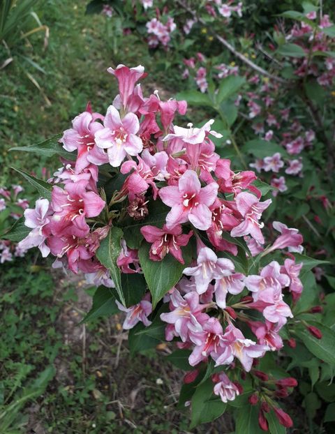  - AAAAA__WEIGELA_2019_2020