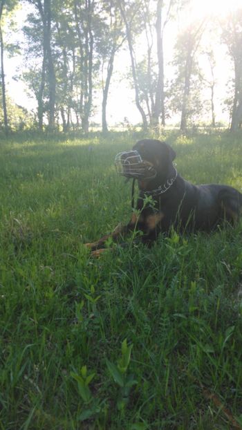 IMG-20200522-WA0015 - Acumularea Murani