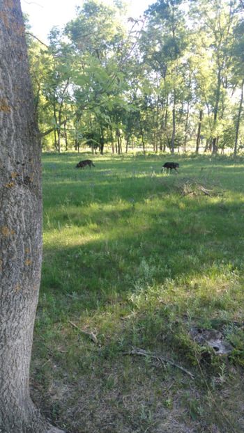 IMG-20200522-WA0009 - Acumularea Murani