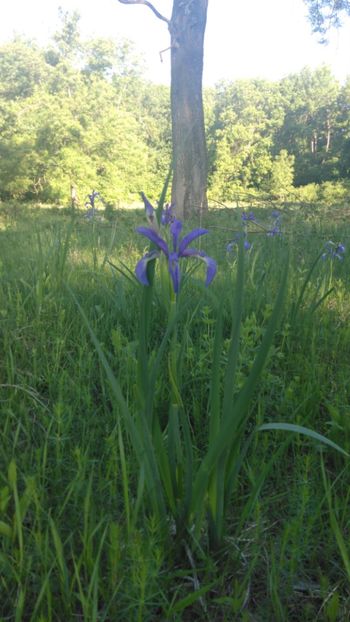 IMG-20200522-WA0013 - Acumularea Murani