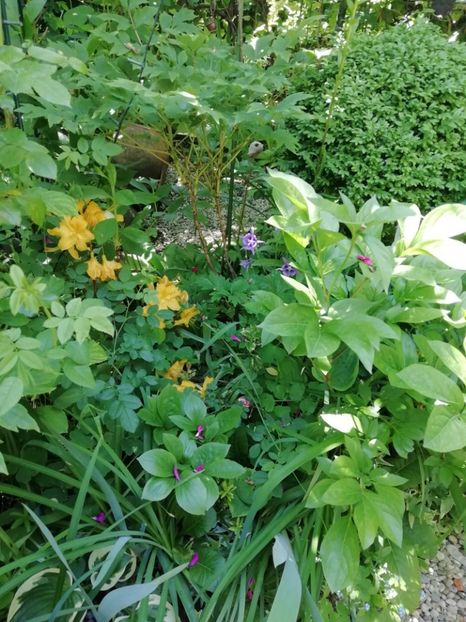 22.05.2020 - Rhododendron