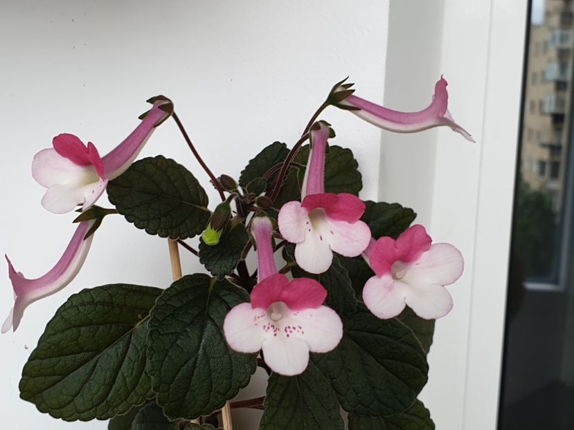 Stone_s Yulia - Sinningia 2020