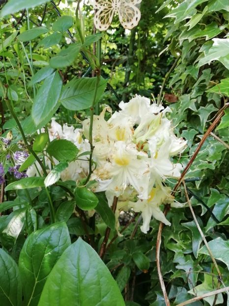  - Rhododendron