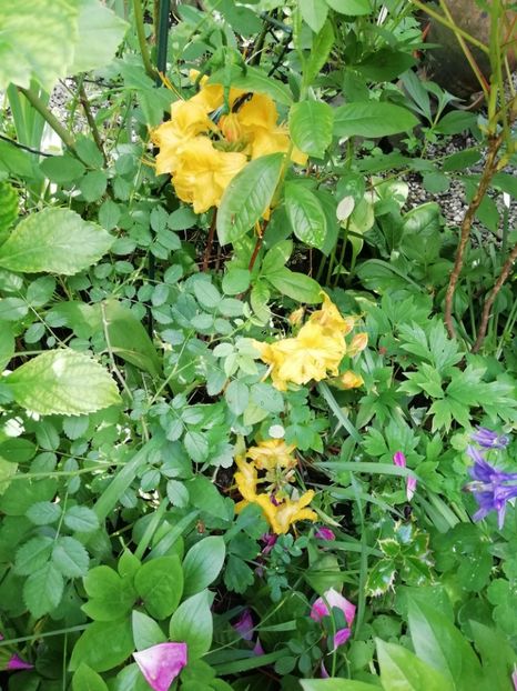 A. M. Klondyke - Rhododendron