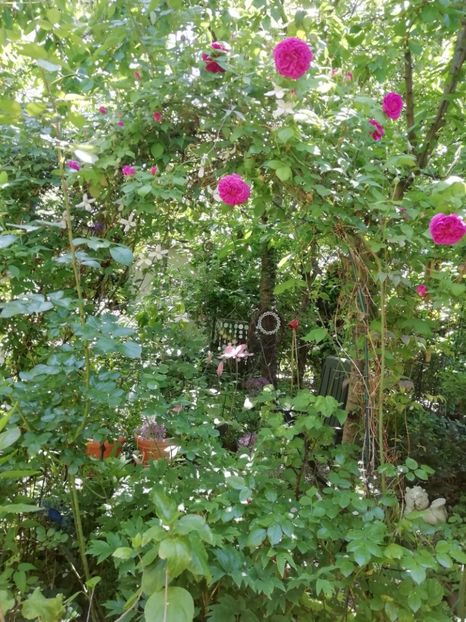 22.05.2020 - Grădina 2020 continuare 1