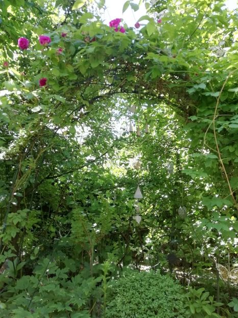  - Grădina 2020 continuare 1