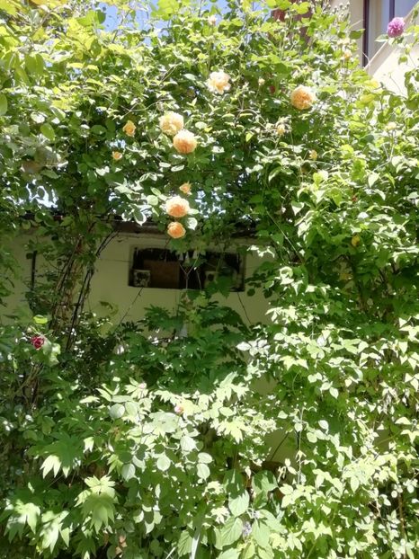  - Grădina 2020 continuare 1