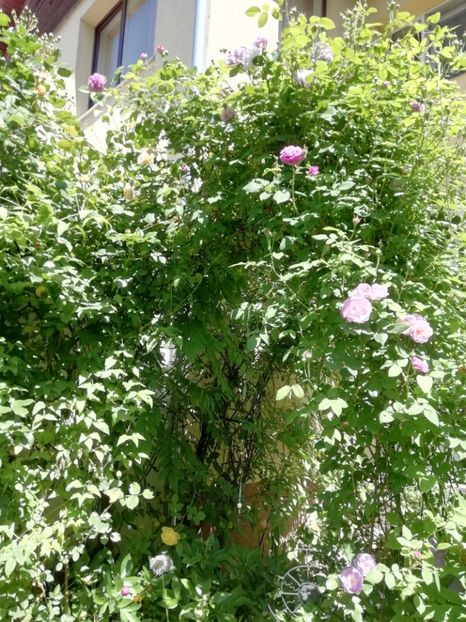  - Grădina 2020 continuare 1