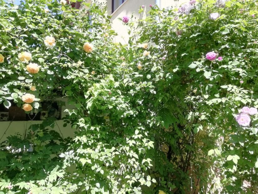  - Grădina 2020 continuare 1