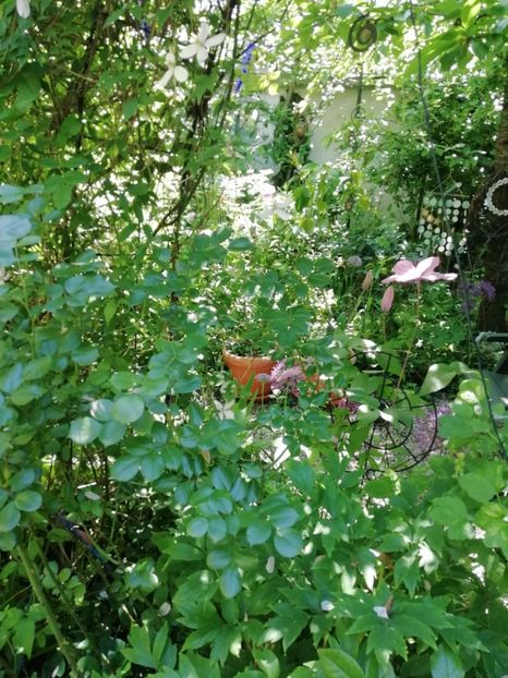  - Grădina 2020 continuare 1