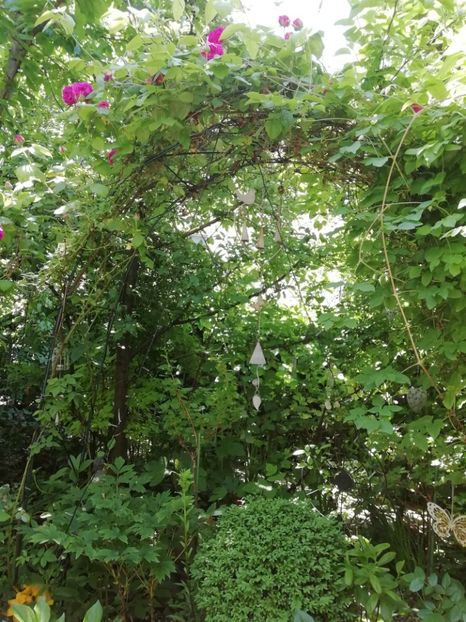  - Grădina 2020 continuare 1