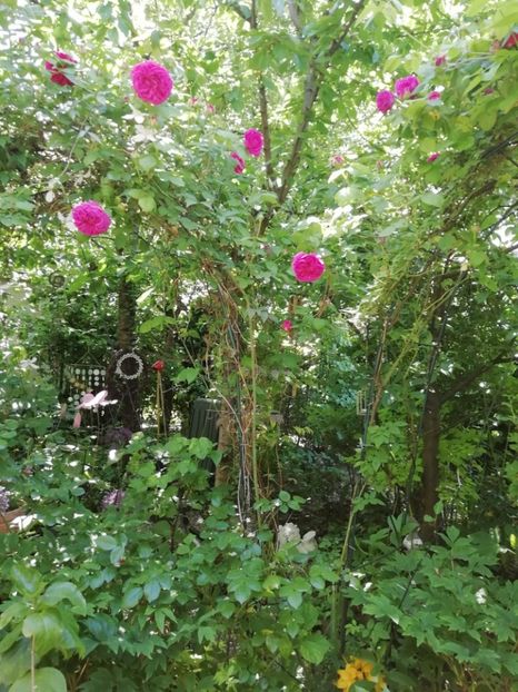  - Grădina 2020 continuare 1