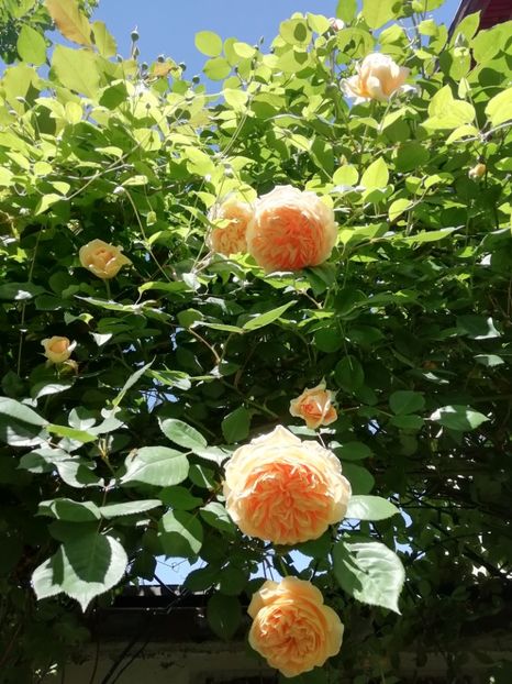  - Grădina 2020 continuare 1