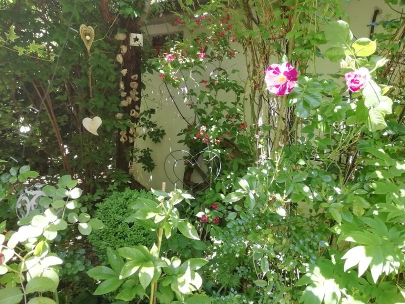  - Grădina 2020 continuare 1