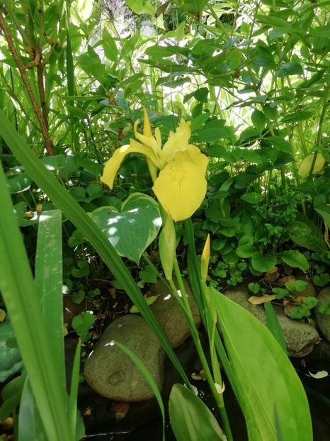  - Grădina 2020 continuare 1