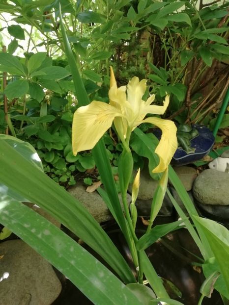  - Grădina 2020 continuare 1