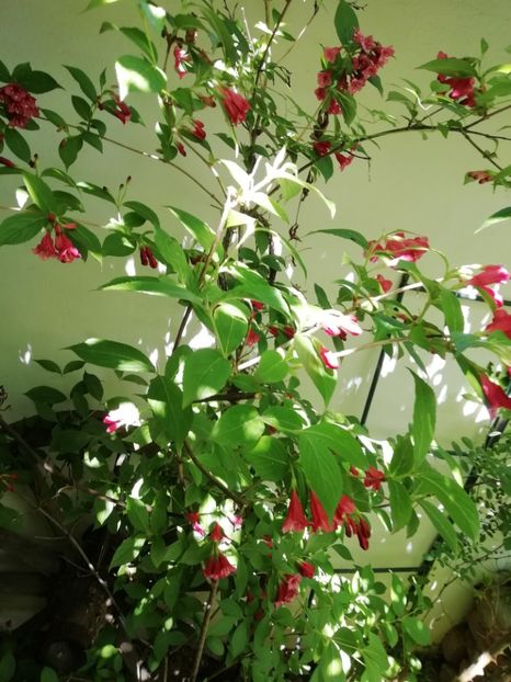  - Grădina 2020 continuare 1