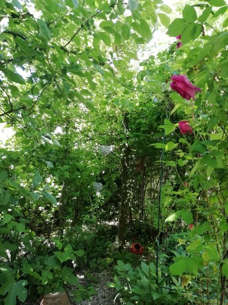  - Grădina 2020 continuare 1