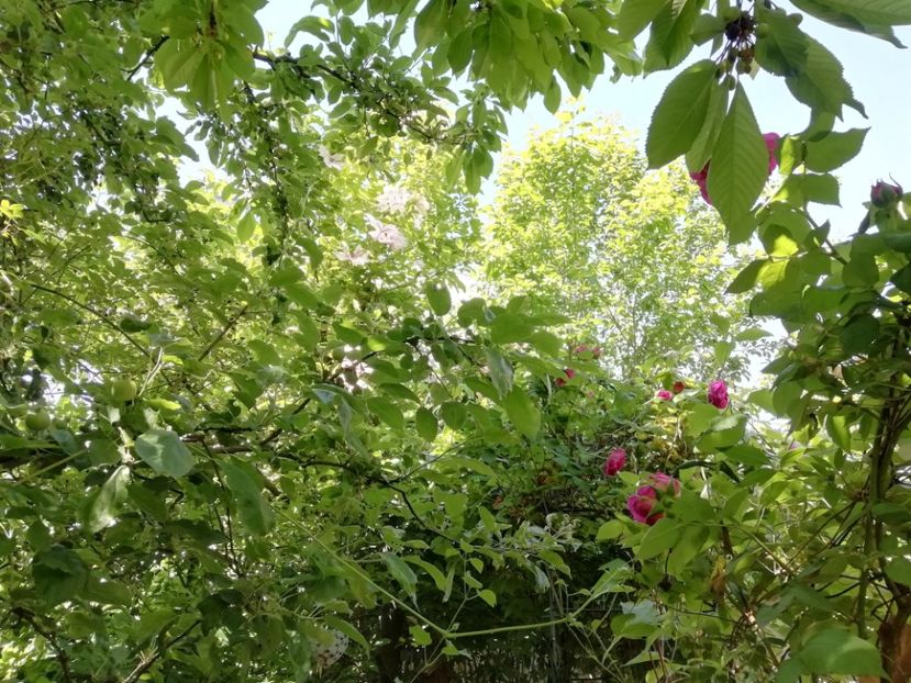  - Grădina 2020 continuare 1