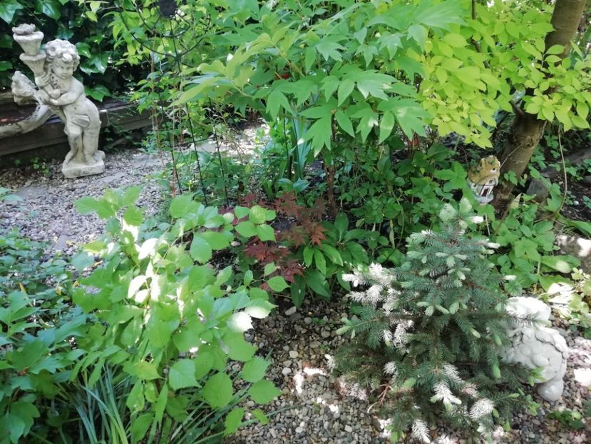  - Grădina 2020 continuare 1