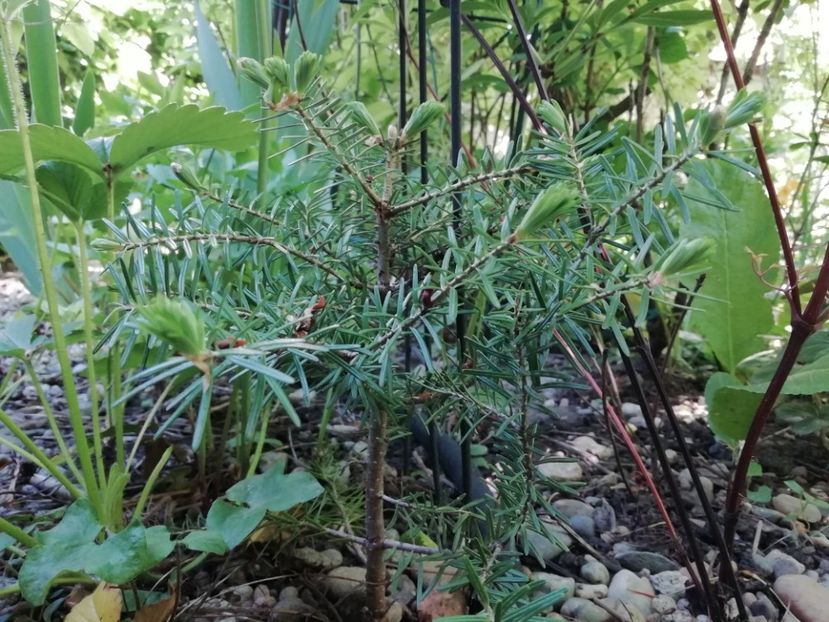  - Grădina 2020 continuare 1