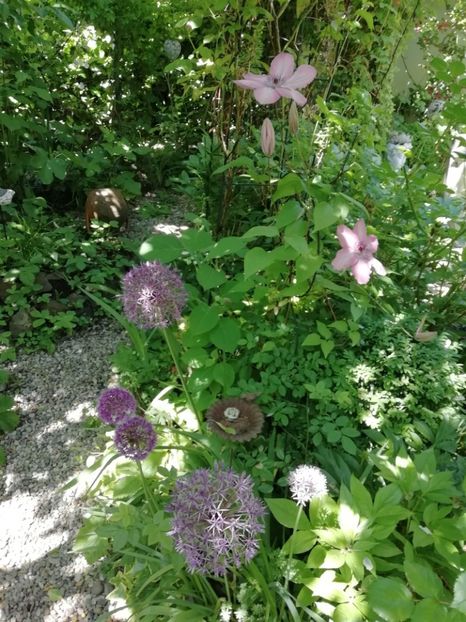  - Grădina 2020 continuare 1