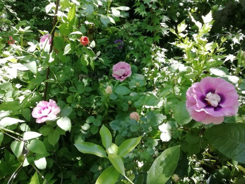  - Grădina 2020 continuare 1