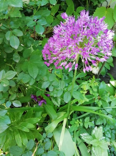  - Grădina 2020 continuare 1