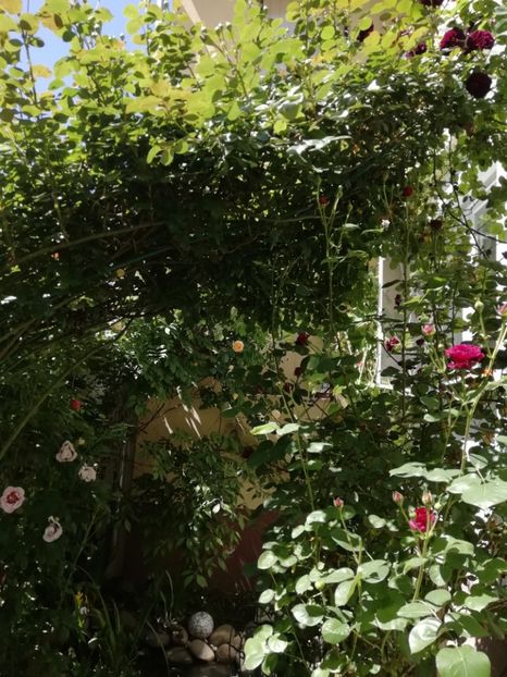  - Grădina 2020 continuare 1