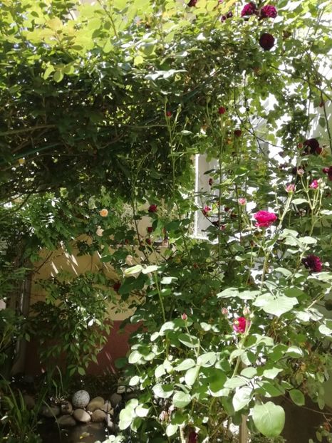  - Grădina 2020 continuare 1