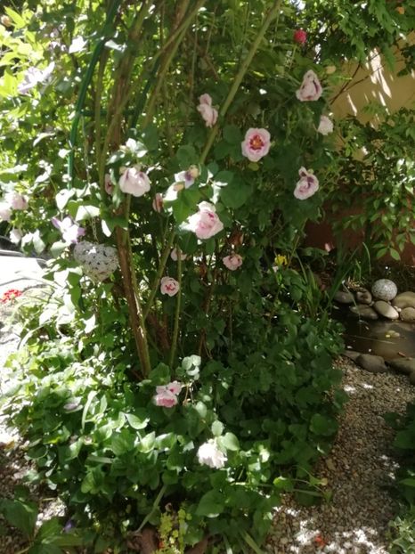  - Grădina 2020 continuare 1