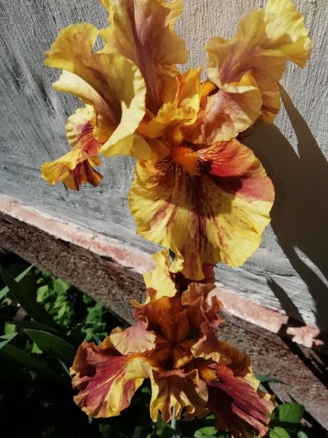 Infernal Fire - Grădina 2020 continuare 1