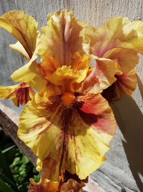  - Grădina 2020 continuare 1