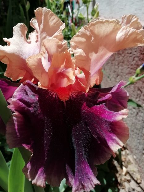 Naples - Grădina 2020 continuare 1