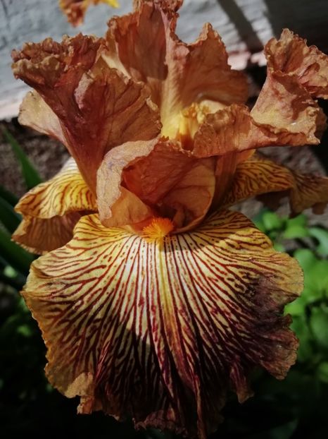  - Grădina 2020 continuare 1