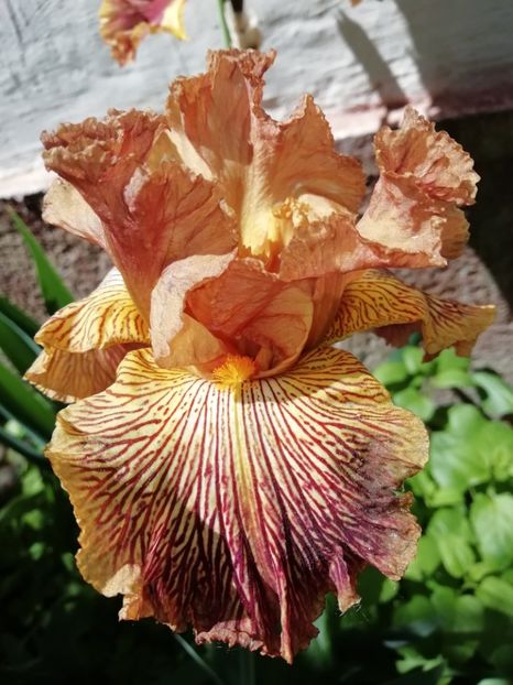  - Grădina 2020 continuare 1