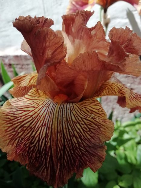  - Grădina 2020 continuare 1