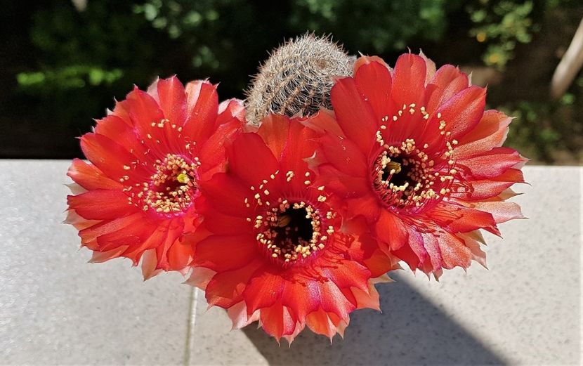  - Cactusi si suculente