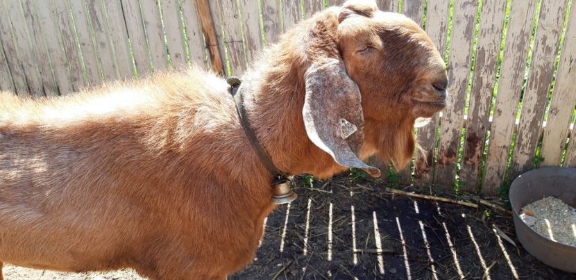 Tosanno - Căprițele