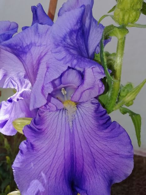 Baltic Sea - Grădina 2020 continuare 1