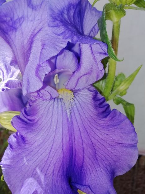 Baltic Sea - Grădina 2020 continuare 1