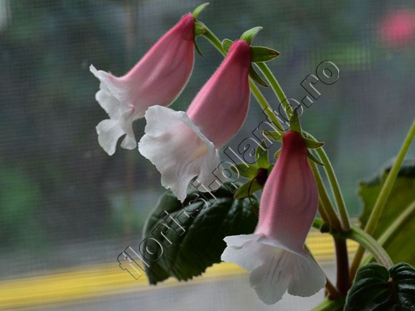 Sinningia Lucis Pink cloud - GLOXINIA-SINNINGIA _COLECTIA 2020_2024