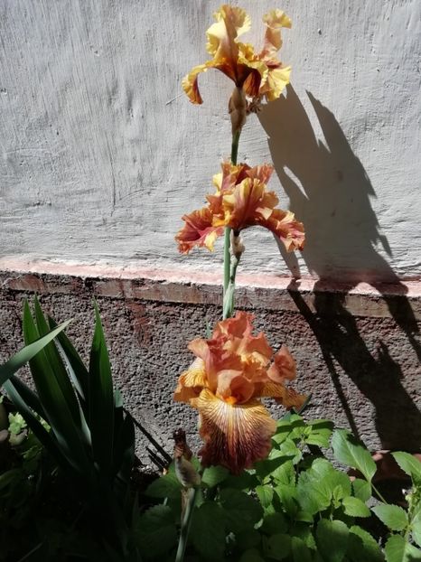  - Grădina 2020 continuare 1