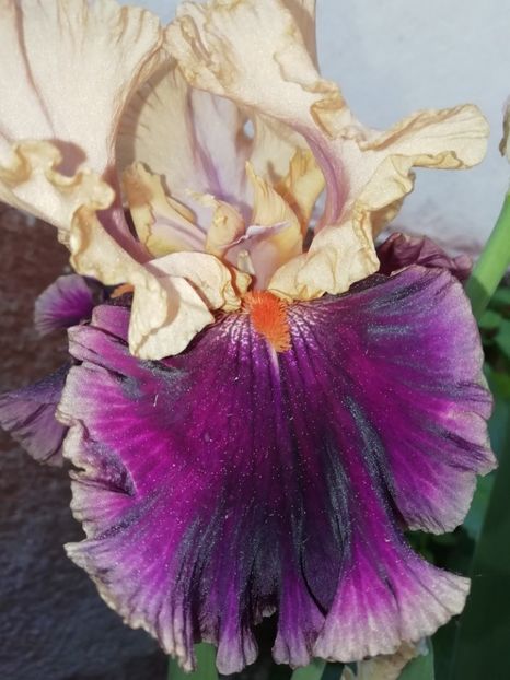  - Grădina 2020 continuare 1