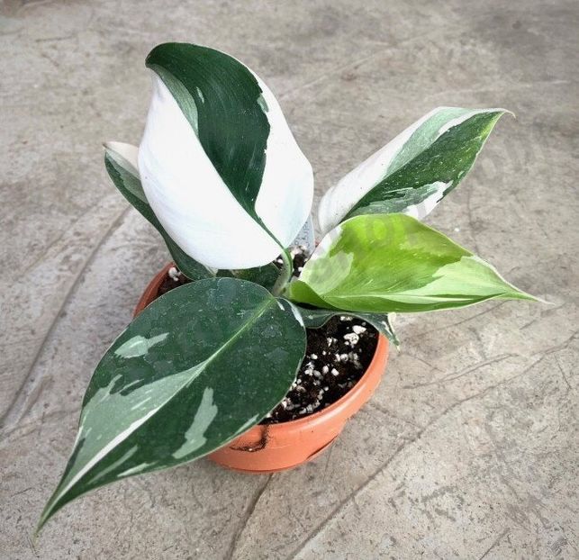 Philodendron White Wizard - Cautari