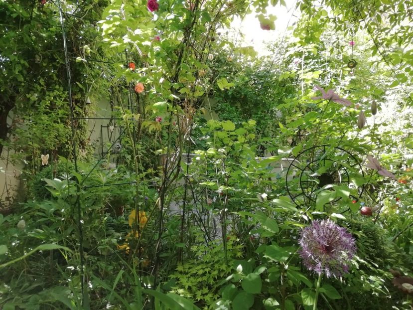  - Grădina 2020 continuare 1