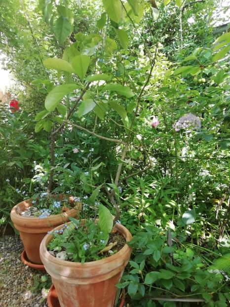  - Grădina 2020 continuare 1