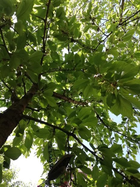  - Grădina 2020 continuare 1